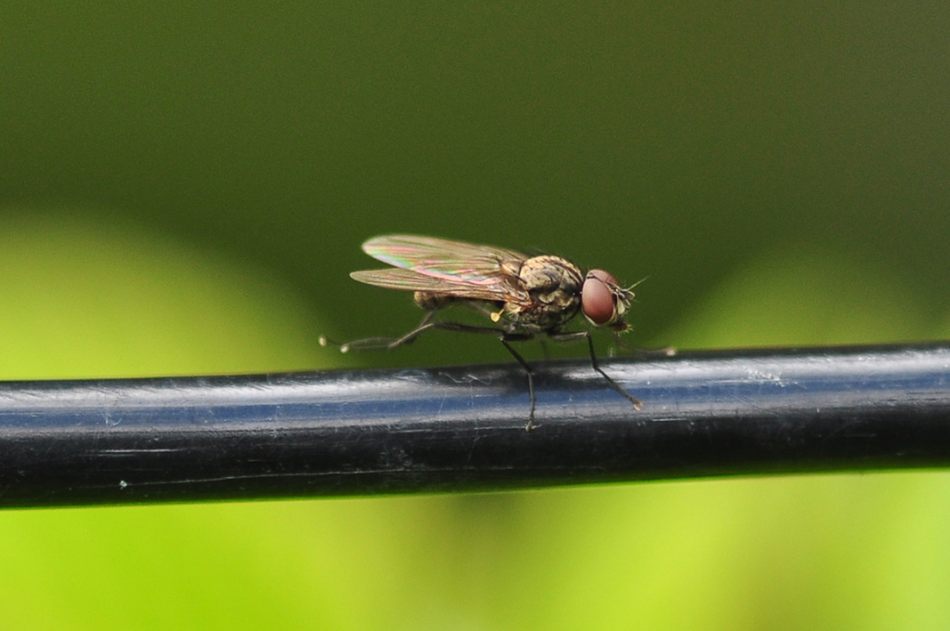 Fannia Canicularis?